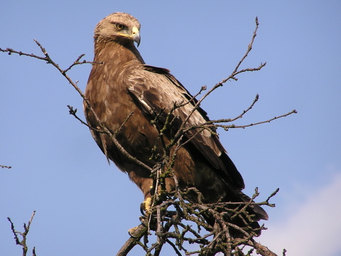 orol krik�av�
 (Aquila pomarina
)