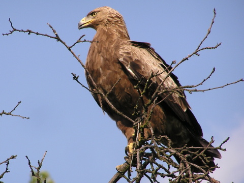 orol krik�av�
 (Aquila pomarina
)