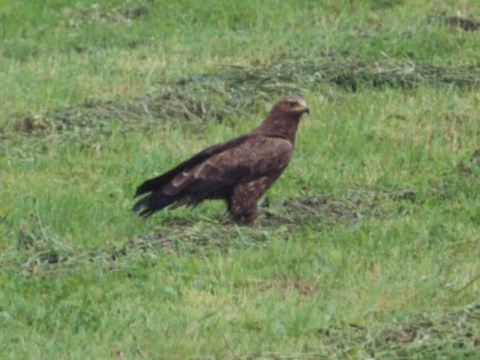 orol krik�av�
 (Aquila pomarina
)