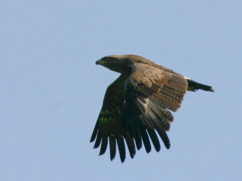 orol krik�av�
 (Aquila pomarina
)