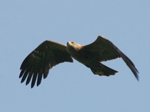 orol krik�av�
 (Aquila pomarina
)