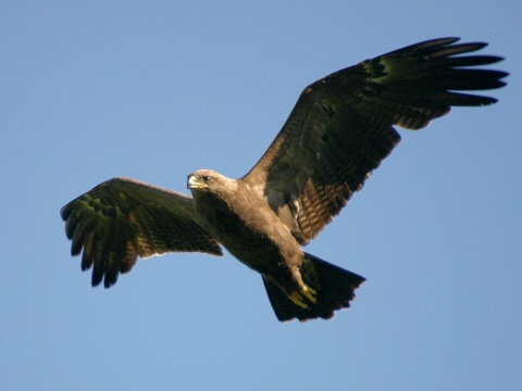 orol krik�av�
 (Aquila pomarina
)