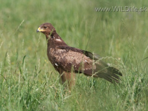 orol krik�av�
 (Aquila pomarina
)