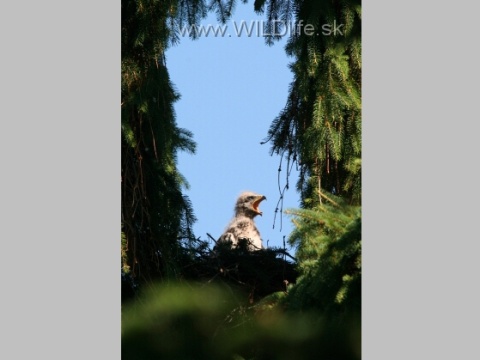 orol krik�av�
 (Aquila pomarina
)