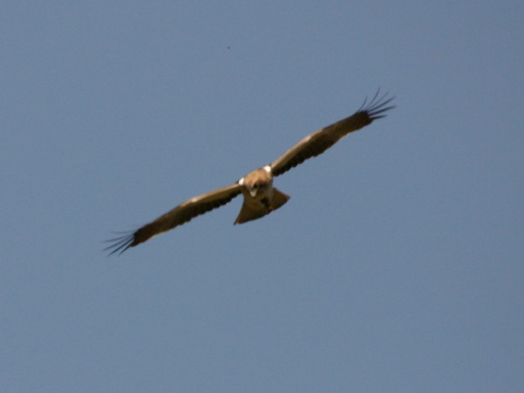 orol my�iakovit� / orol mal�
 (Hieraaetus pennatus
)