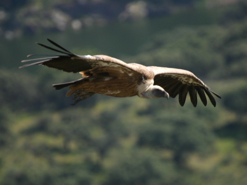 sup bielohlav�
 (Gyps fulvus
)