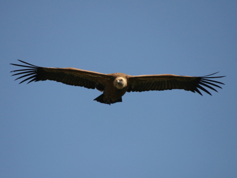 sup bielohlav�
 (Gyps fulvus
)