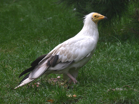 sup biely / zdochlin�r biely 
 (Neophron percnopterus
)