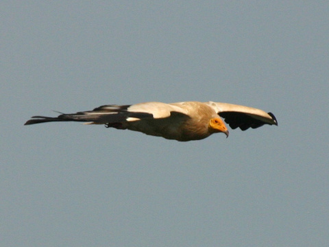 sup biely / zdochlin�r biely 
 (Neophron percnopterus
)