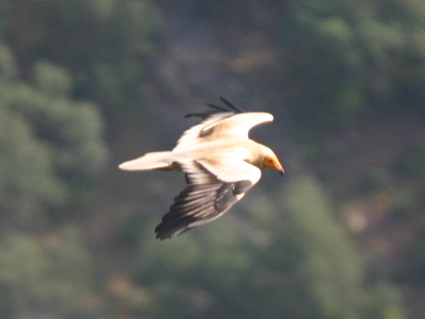 sup biely / zdochlin�r biely 
 (Neophron percnopterus
)