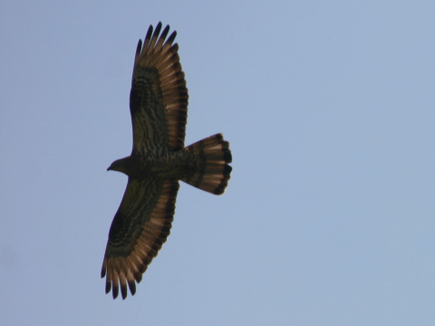 v�el�r lesn�
 (Pernis apivorus
)