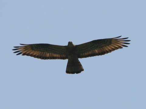 v�el�r lesn�
 (Pernis apivorus
)