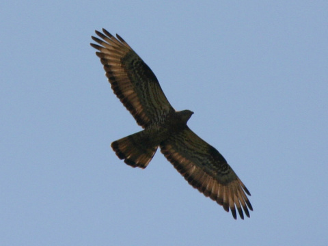 v�el�r lesn�
 (Pernis apivorus
)