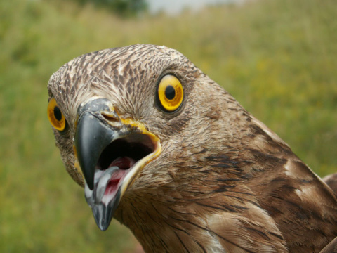 v�el�r lesn�
 (Pernis apivorus
)