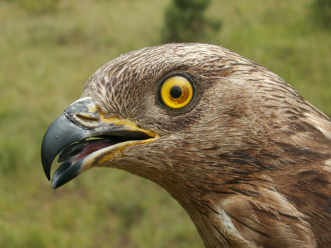 v�el�r lesn�
 (Pernis apivorus
)