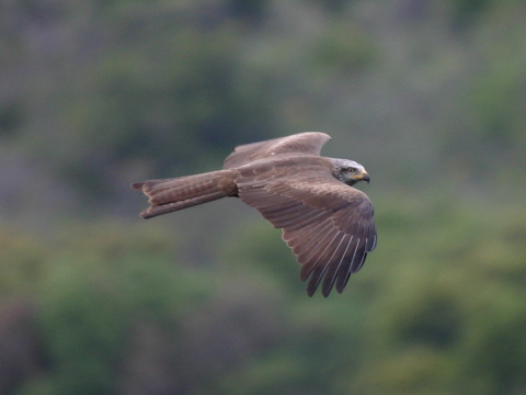 haja tmav�
 (Milvus migrans
)