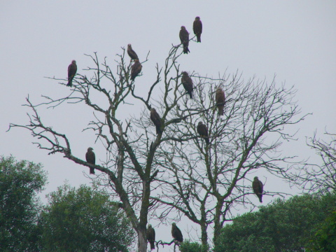 haja tmav�
 (Milvus migrans
)