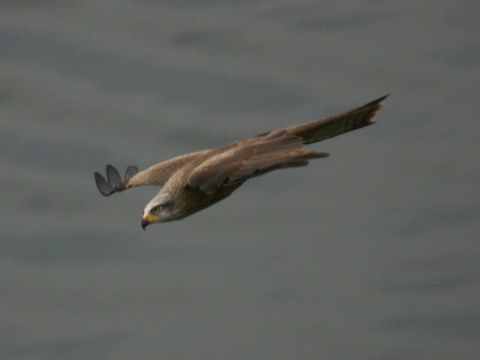 haja tmav�
 (Milvus migrans
)