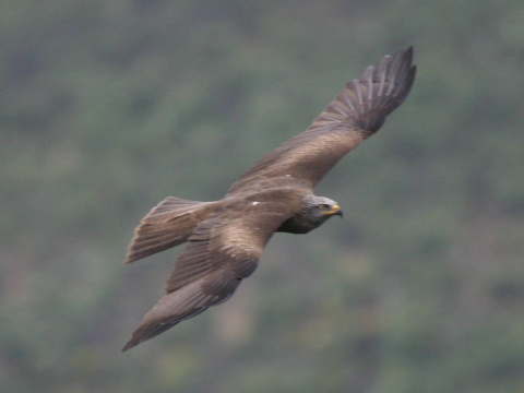 haja tmav�
 (Milvus migrans
)