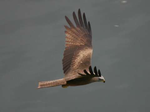 haja tmav�
 (Milvus migrans
)