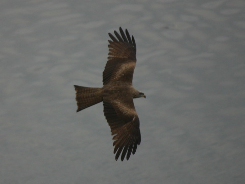 haja tmav�
 (Milvus migrans
)