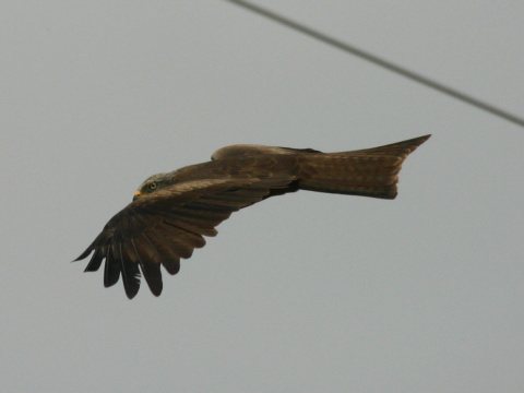 haja tmav�
 (Milvus migrans
)