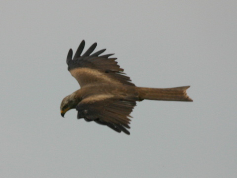 haja tmav�
 (Milvus migrans
)