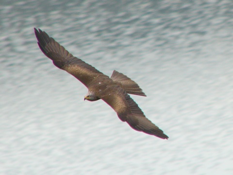 haja tmav�
 (Milvus migrans
)