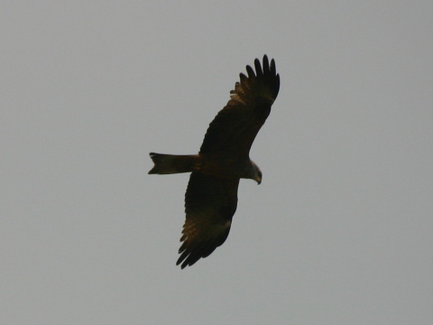 haja tmav�
 (Milvus migrans
)