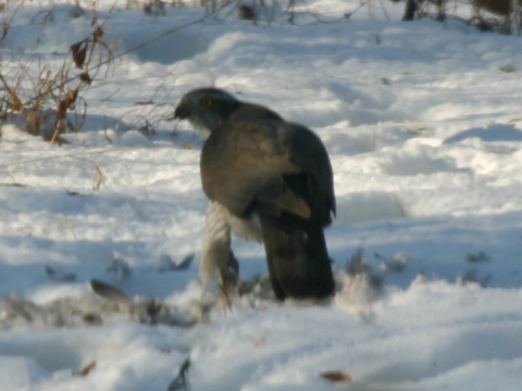 jastrab lesn� / jastrab ve�k�
 (Accipiter gentilis
)