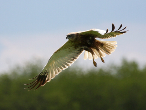 ka�a mo�iarna
 (Circus aeruginosus
)