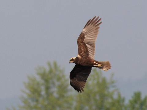 ka�a mo�iarna
 (Circus aeruginosus
)