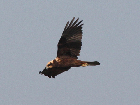 ka�a mo�iarna
 (Circus aeruginosus
)