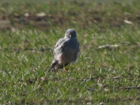 ka�a popolav�
 (Circus pygargus
)