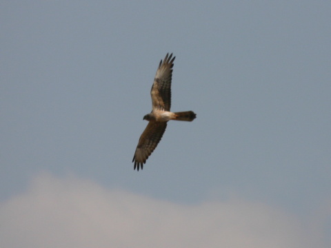 ka�a popolav�
 (Circus pygargus
)