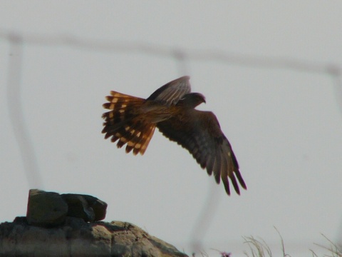 ka�a popolav�
 (Circus pygargus
)