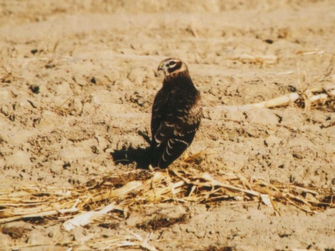 ka�a stepn�
 (Circus macrourus
)