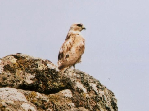 my�iak hrdzav�
 (Buteo rufinus
)