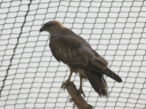 my�iak hrdzav�
 (Buteo rufinus
)
