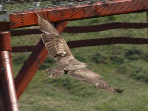 my�iak hrdzav�
 (Buteo rufinus
)