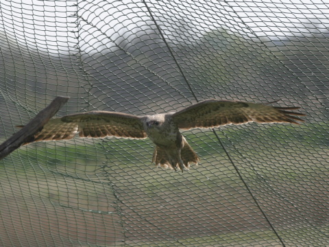 my�iak hrdzav�
 (Buteo rufinus
)