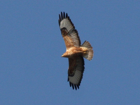 my�iak hrdzav�
 (Buteo rufinus
)