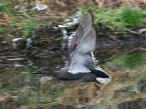 ka�ica chrip�av� / ka�ica chrip�avka
 (Anas strepera
)