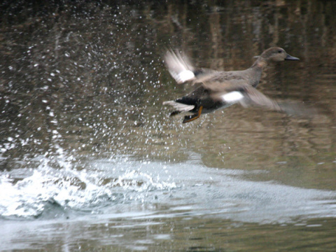 ka�ica chrip�av� / ka�ica chrip�avka
 (Anas strepera
)