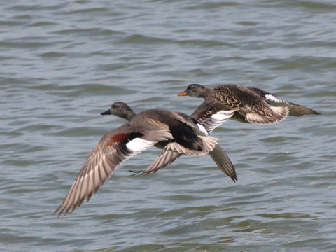 ka�ica chrip�av� / ka�ica chrip�avka
 (Anas strepera
)