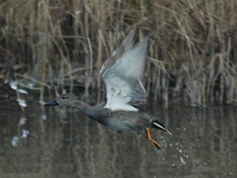 ka�ica chrip�av� / ka�ica chrip�avka
 (Anas strepera
)