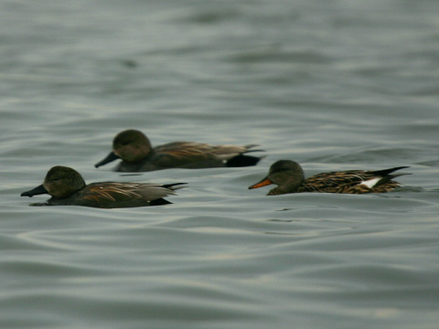 ka�ica chrip�av� / ka�ica chrip�avka
 (Anas strepera
)