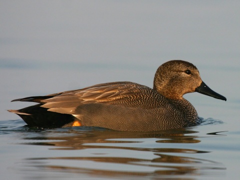 ka�ica chrip�av� / ka�ica chrip�avka
 (Anas strepera
)