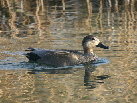 ka�ica chrip�av� / ka�ica chrip�avka
 (Anas strepera
)