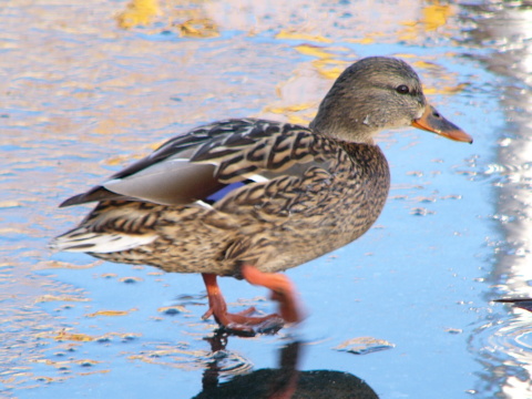 ka�ica div�
 (Anas platyrhynchos
)